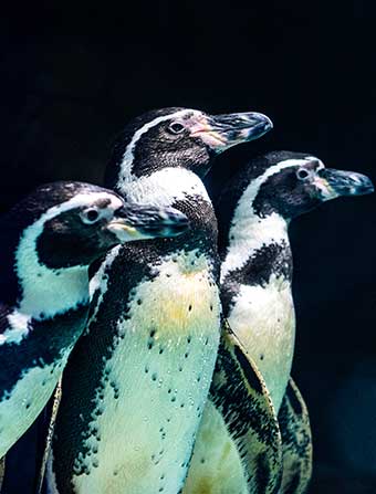 Pingüinos en Sealand