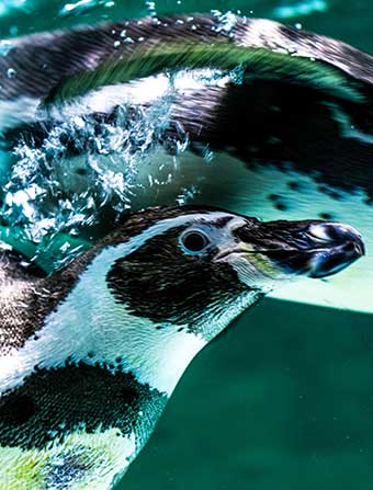 Pingüinos en Sealand