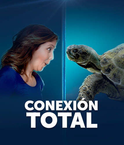 TORTUGA MOVIL