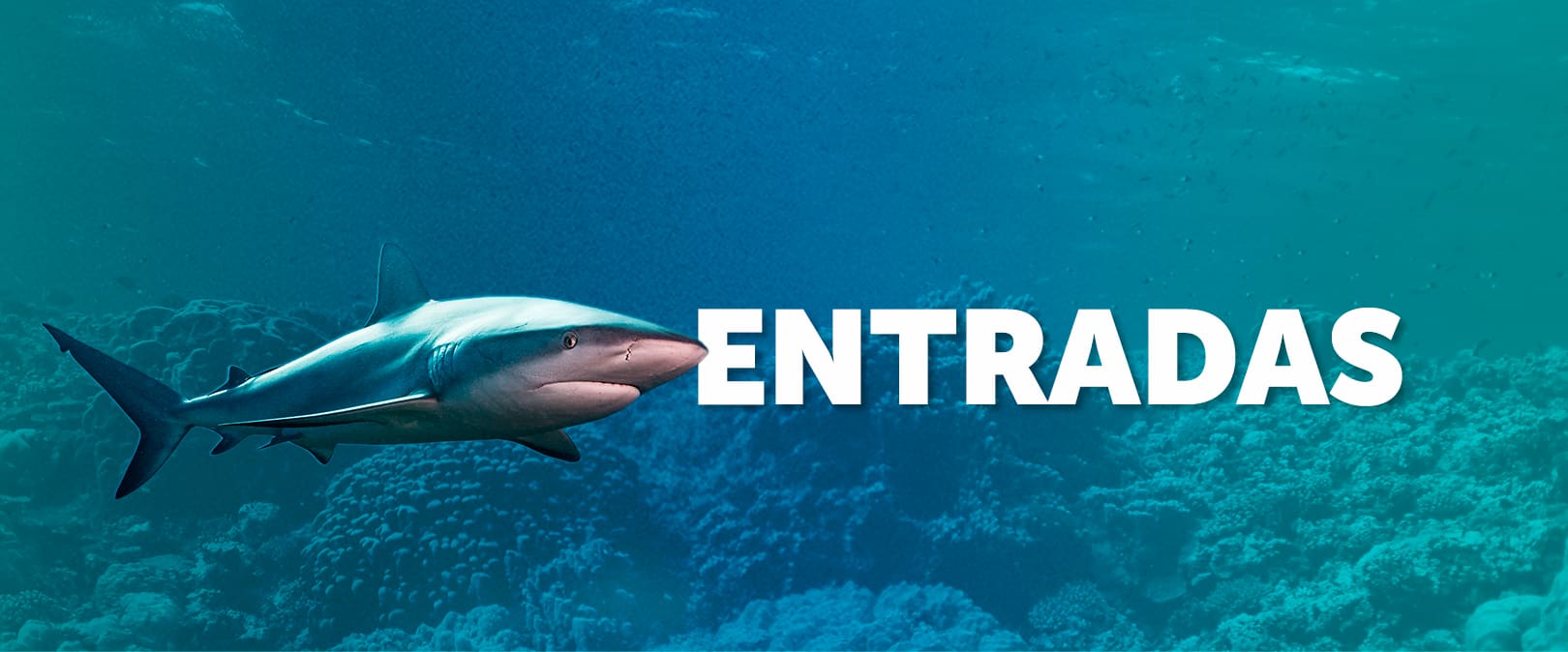ENTRADAS