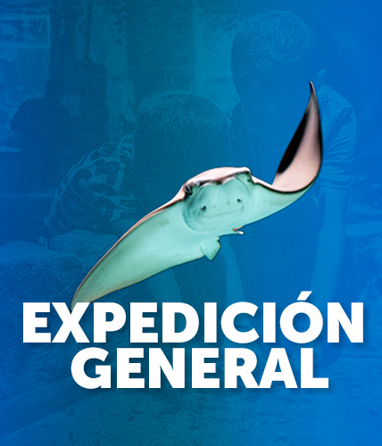 EXP GENERAL MOVIL