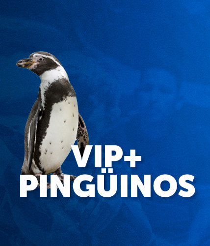 EXP VIP + PINGUINOS MOVIL