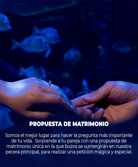 PROPUESAT-MATRIMONIO-2.png