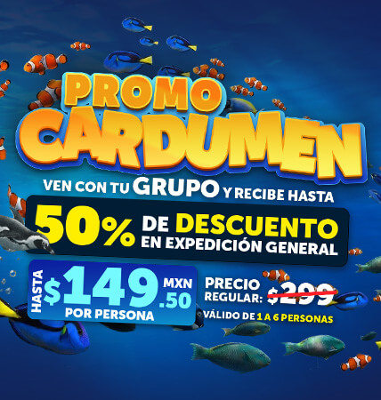 promo-cardumen-sealand-gdl-enero2026-mobile