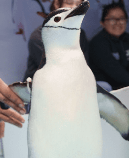 Sealand-Pinguinos-Interaccion-01