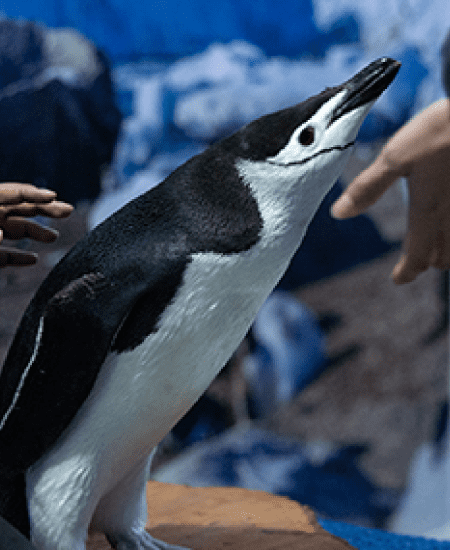 Sealand-Pinguinos-Interaccion-02