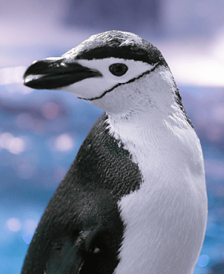 Sealand-Pinguinos-Interaccion-03