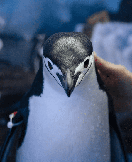 Sealand-Pinguinos-Interaccion-04