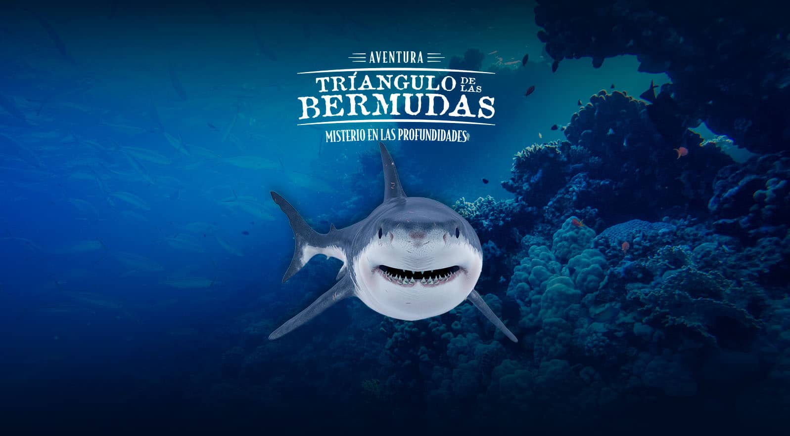 BERMUDAS
