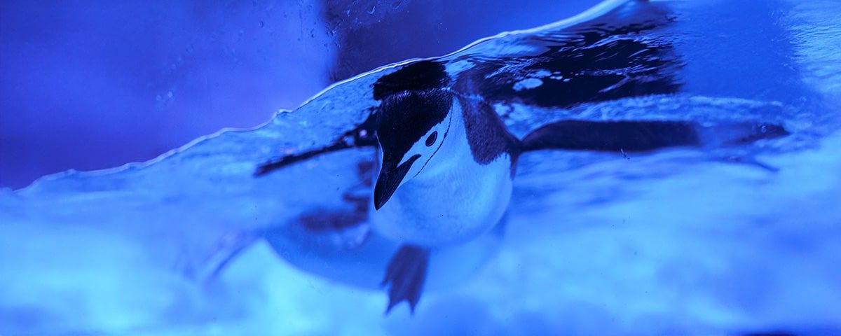 INTERACCIÓN CON PINGÜINOS-SEALANDLEÓN-BLOG-5